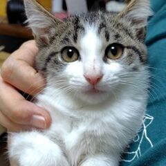 明るくて甘えっ子キュートなメス子猫