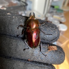 ニジイロクワガタ　ホワイトアイペアの画像