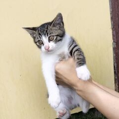 子猫2ヶ月【お届けします!!】