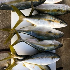 釣りのガチガチのキチガイ　船釣り　オフショア