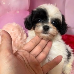 子犬・子猫販売