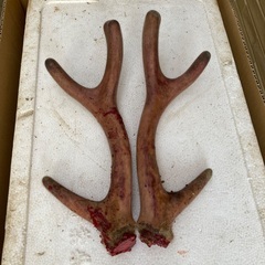 鹿茸の画像