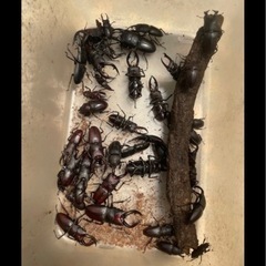 カブトムシ採取ツアーの画像