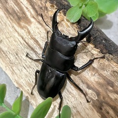 オキナワヒラタクワガタ オス（3匹）大中小サイズ比べにの画像