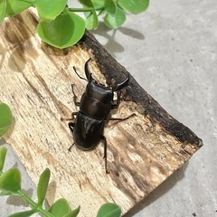 オキナワヒラタクワガタ オス（3匹）大中小サイズ比べにの画像