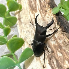 オキナワヒラタクワガタ オス（3匹）大中小サイズ比べにの画像