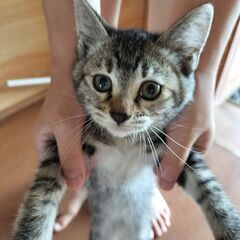 子猫2ヶ月【お届けします!!】
