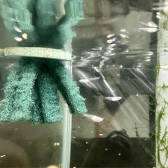 メダカの稚魚各種
の画像