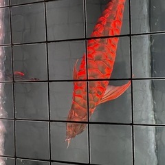 アロワナライト　142cm 
(mayin super color plus 3) の画像