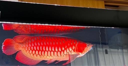 アロワナライト　142cm 
(mayin super color plus 3)