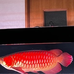 アロワナライト　142cm 
(mayin super color plus 3) の画像