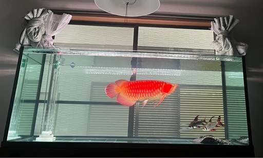 アロワナライト142cm (mayin super color plus 3) (山崎) 袋井の