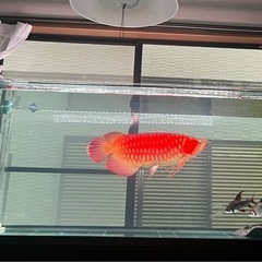 アロワナライト　142cm 
(mayin super color plus 3) の画像
