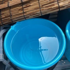 ミックスメダカ全匹差し上げますの画像