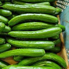 ❗❗農家の作るっ❗❗美味しい🥒きゅうり🥒