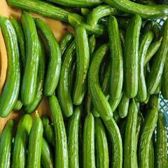 ❗❗農家の作るっ❗❗美味しい🥒きゅうり🥒の画像