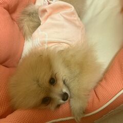 ポメラニアン2025年02月03日生まれ