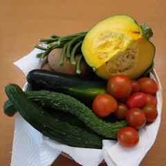 採れたて野菜　6種類の画像