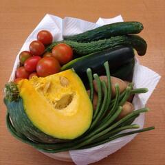 採れたて野菜　6種類の画像
