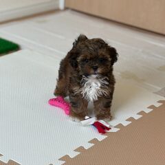 【特典あり‼︎】総額10万円　ムチムチまんまる兄妹のお兄ち…