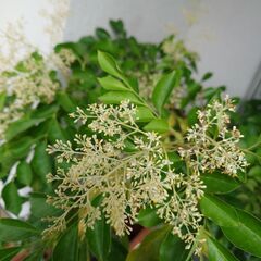 シマトネリコの画像