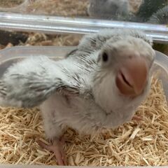 オキナインコ（ブルーパリッド系）１号