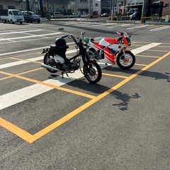 リトルカブの画像