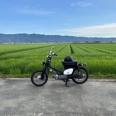リトルカブの画像