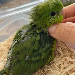 サザナミインコ（グリーン）２号