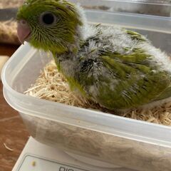 サザナミインコ（スパングル系）３号
