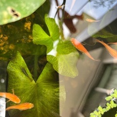 メダカ　エビ　ビオトープの画像