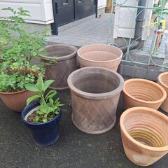 鉢、植物、ガーデニング用品の画像
