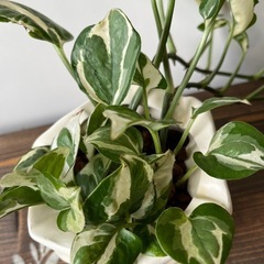 植物  ポトス 鉢ごと　ハイドロカルチャーの画像
