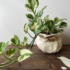 植物  ポトス 鉢ごと　ハイドロカルチャーの画像