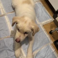 迷い犬