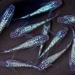 サファイヤメダカ稚魚２０匹