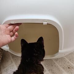 猫用トイレの画像