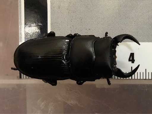 灯火採集　天然　オオクワガタ　ペア