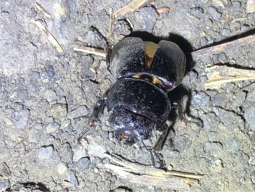 灯火採集　天然　オオクワガタ　ペア