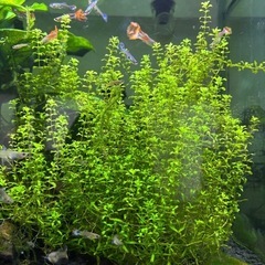 水草　パールグラスの画像
