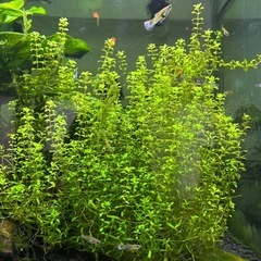 水草　パールグラスの画像