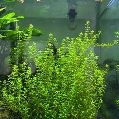 水草　パールグラスの画像