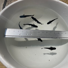 【NO.2】メダカ 「 オロチ」稚魚(1cm前後) 【無料・譲ります】 【日時指定】の画像