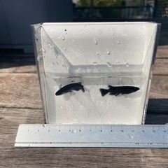 【NO.2】メダカ 「 オロチ」稚魚(1cm前後) 【無料・譲ります】 【日時指定】の画像