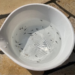 【NO.2】メダカ 「 オロチ」稚魚(1cm前後) 【無料・譲ります】 【日時指定】の画像