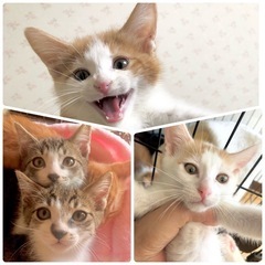 7/13(日)千葉県柏市　招福ねこ譲渡会　
