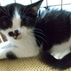 なでなで大好き黒白ちゃん☆お見合い入りました！ − 三重県