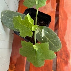 無農薬　へちま苗の画像