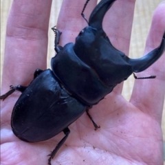 ラスト10頭！久留米オオクワガタ幼虫10頭セットの画像