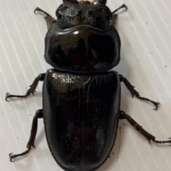 ラスト10頭！久留米オオクワガタ幼虫10頭セットの画像